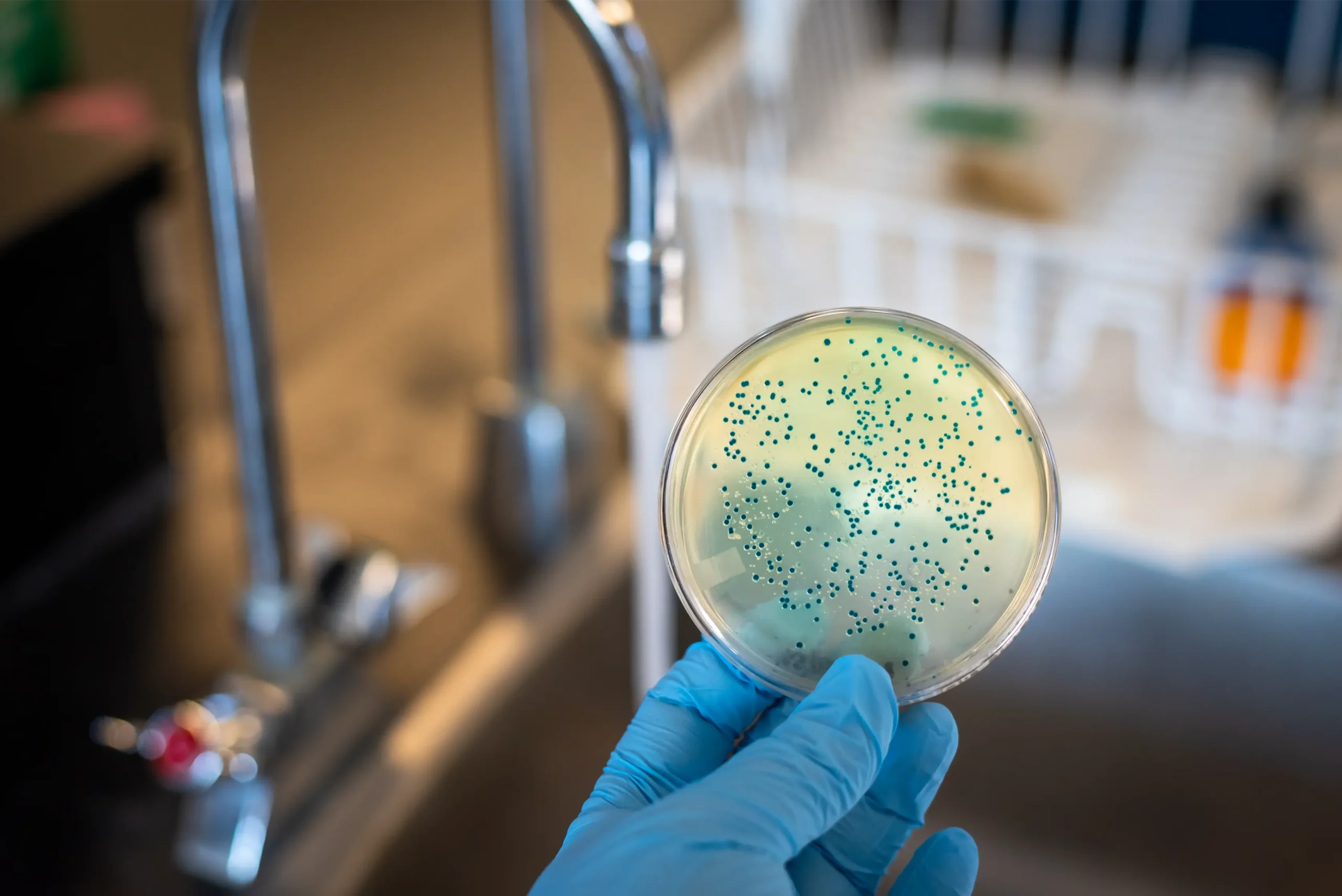 water contamination with e coli 2024 11 26 15 10 37 utc scaled