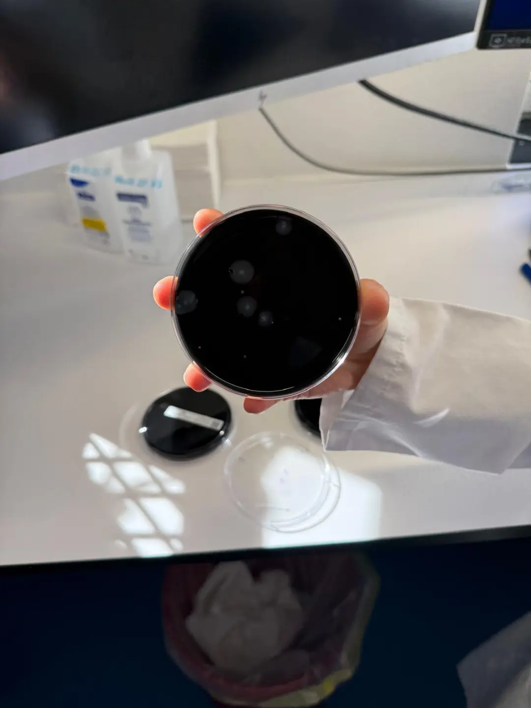 Hand hält eine Petrischale mit dunklen Legionellen-Bakterienkulturen über einem Labortisch mit Untersuchungsmaterialien